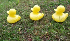 Ducks lining up in a fierce race put on by Bishopswood Village Hall