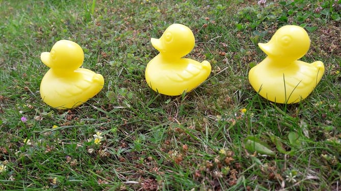 Duck race.