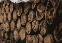 Herefordshire woods timber plan wins green light after protest