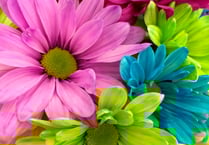 Ross wins two ‘in bloom’ awards