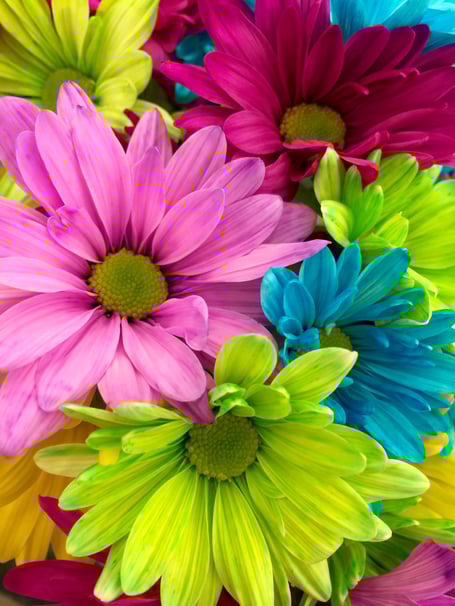 A close-up photo of colourful flowers.