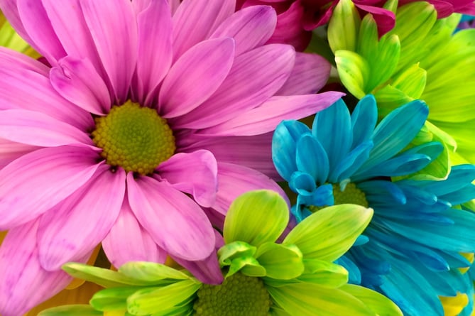 A close-up photo of colourful flowers.