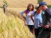 1,600 miles covered at Ross Walking Festival