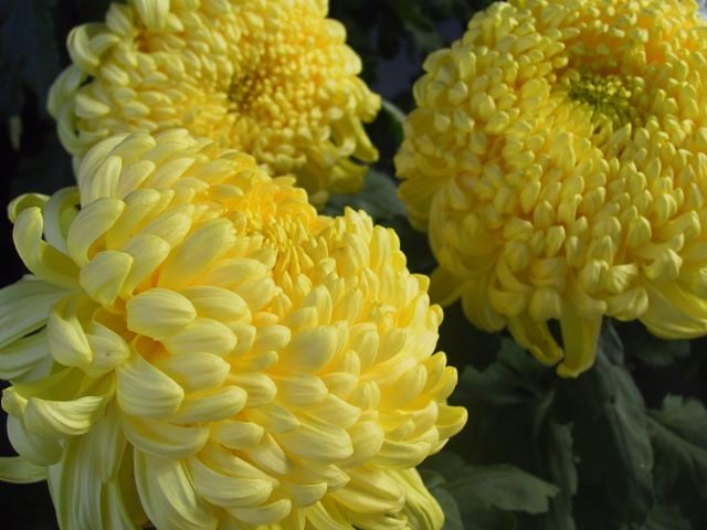 A yellow chrysanthemum