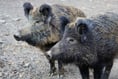 Boar bait man jailed for 18 weeks