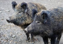 Boar bait man jailed for 18 weeks