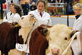 Sale of cull Cows and cull ewes “on fire”—Ross Markets