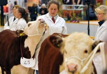 Sale of cull Cows and cull ewes “on fire”—Ross Markets