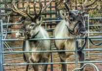 Concerns over welfare of Ross-on-Wye Christmas fayre animals