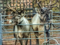 Concerns over welfare of Ross-on-Wye Christmas fayre animals