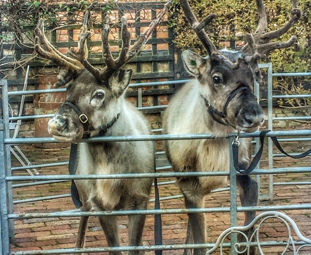 Concerns over welfare of Ross-on-Wye Christmas fayre animals
