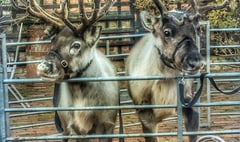 Concerns over welfare of Ross-on-Wye Christmas fayre animals