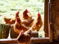 Council supporting vets by helping tackle an outbreak of avian flu
