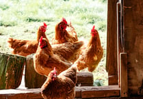 Council supporting vets by helping tackle an outbreak of avian flu