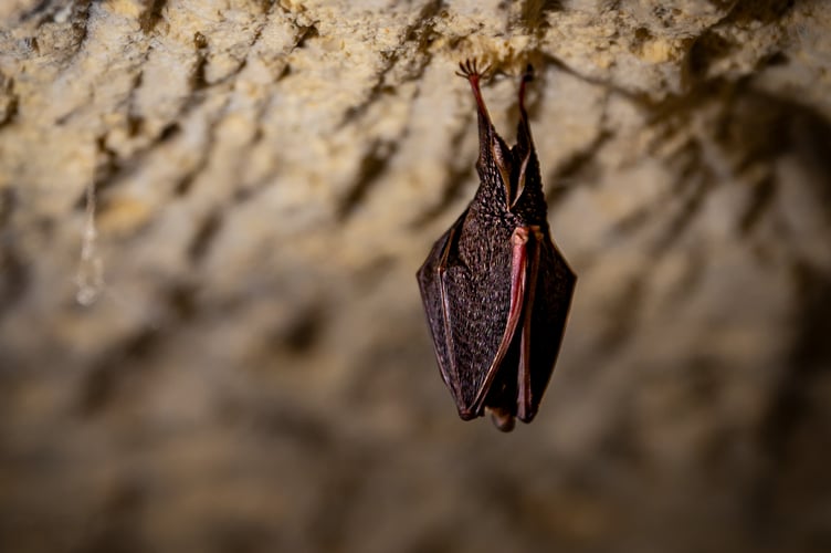 The Lesser Horseshoe Bat (Rhinolophus Hipposideros)