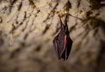 Colony of lesser horseshoe bats scupper developer’s appeal to build four homes