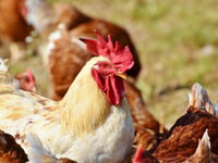 Super-bugs Wye ‘threat’ from intensive farming