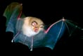 Bats colony scuppers chance for homes to be built
