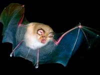 Bats colony scuppers chance for homes to be built