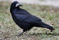 Where are the rooks?—reader's letter
