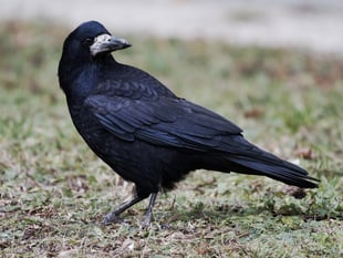 Where are the rooks?—reader's letter