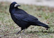 Where are the rooks?—reader's letter