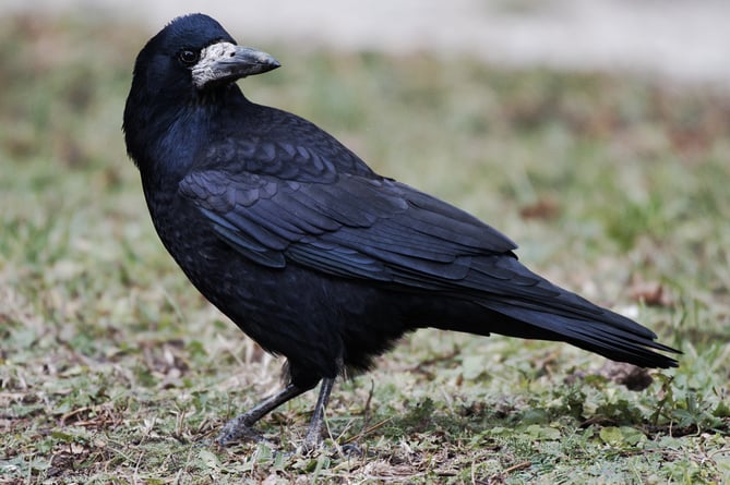 A close up of a rook