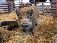 Village backs plan to rescue baby piglet