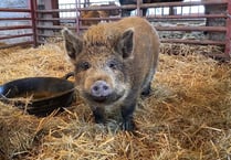 Village backs plan to rescue baby piglet
