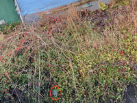 Persistent littering of 'glove bags' in local brook