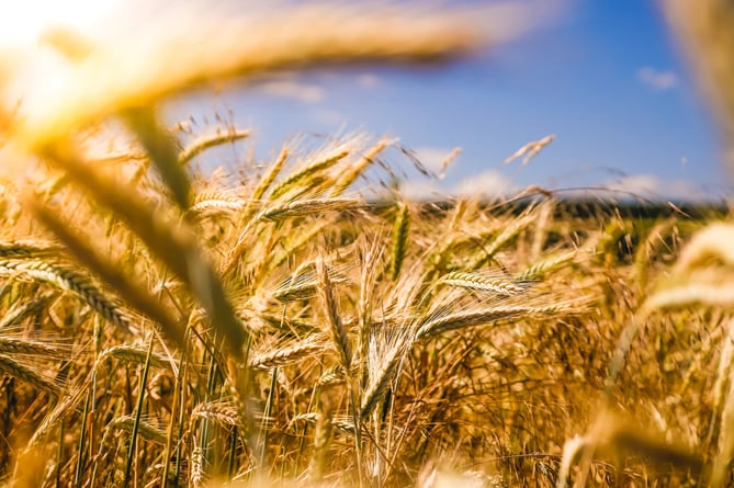 farming stock image
