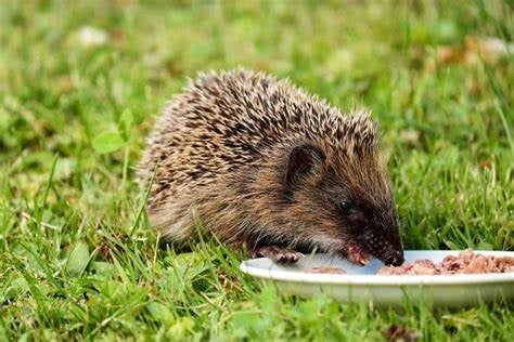 Hedgehog hunting at St Mary’s Church