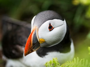 Welsh nature charities issue wildlife SOS