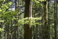 Ramblers explore the Wye's natural beauty for National Walking Month