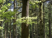 Ramblers explore the Wye's natural beauty for National Walking Month