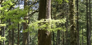 Ramblers explore the Wye's natural beauty for National Walking Month