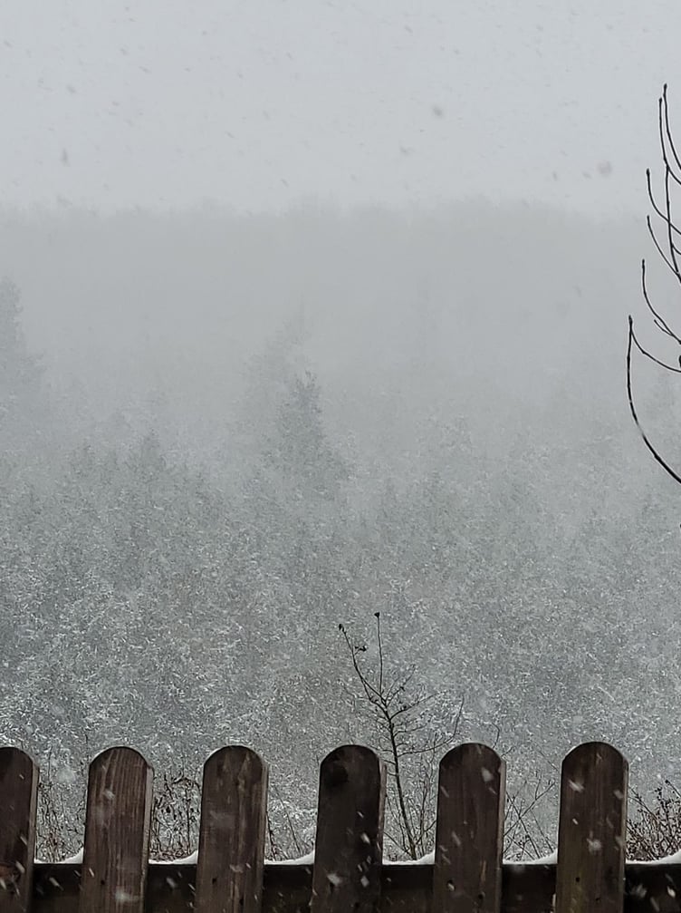 A picture of snowy woods