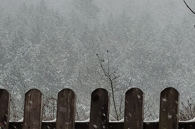 A picture of snowy woods