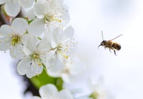 Latest talk at Ross Library is the bees' knees