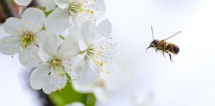 Latest talk at Ross Library is the bees' knees