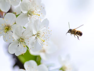 Latest talk at Ross Library is the bees' knees