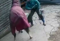 Farrier beat horse with a hammer in brutal attack