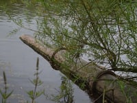 Wye Valley and Forest MPs vote to block sewage discharge bill