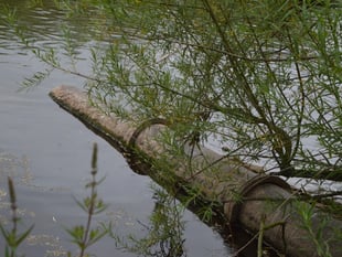 Charity gets green light to take Environment Agency to court