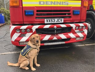 Eleven-month-old guide dog met fire engine that inspired his name