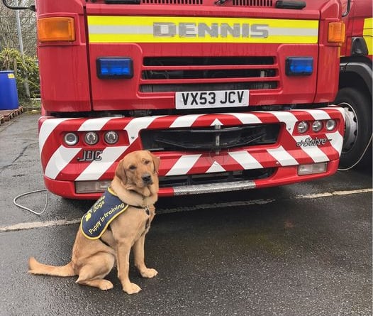 Dennis the dog next to Dennis the fir appliance