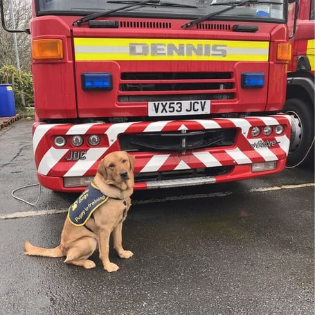 Dennis the dog next to Dennis the fir appliance