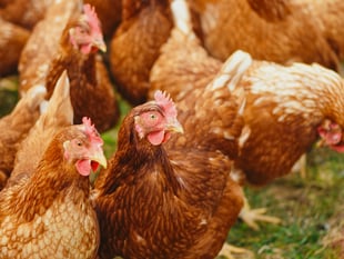 Mandatory housing measures for poultry and captive birds lifted