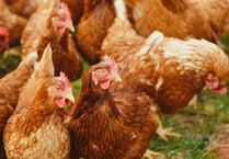 Mandatory housing measures for poultry and captive birds lifted
