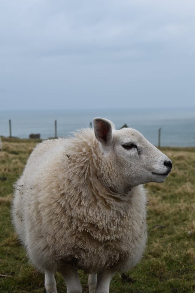 Sheep stock image